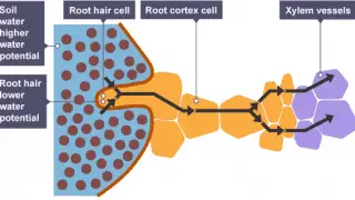 Root Cell Water uptake