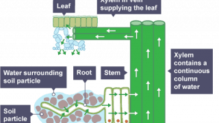 Plant root water flow diagram