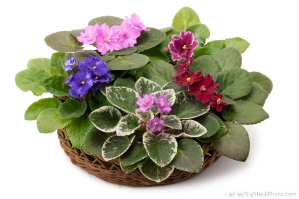 African Violet potted in a wicker basket
