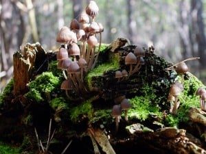 Forest-mushrooms-and-moss