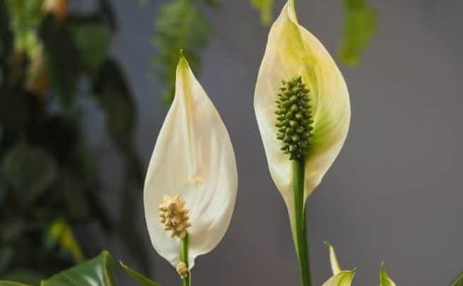 Peace Lily Close Up