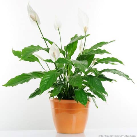 Peace Lily in a pot