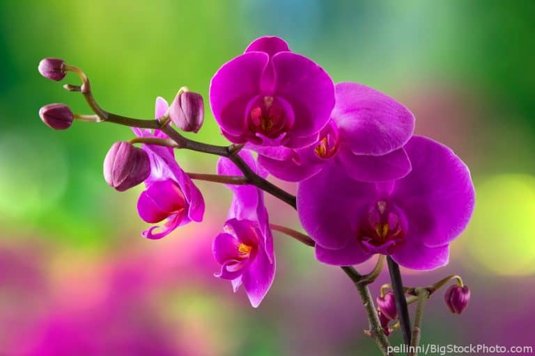 Phalaenopsis orchid "Moth orchid"