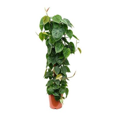 Philodendron-scandens-Sweetheart-Plant Climbing