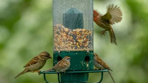 4 birds on a bird feeder