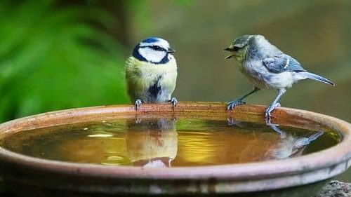 Two Birds perched on the side of a bird bath