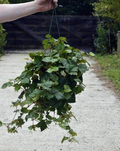 grape ivy hanging basket