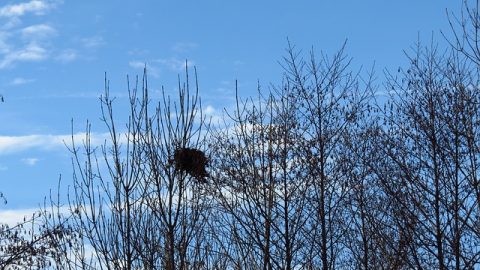 a birds nest in a tree