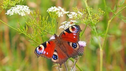 peacock-butterfly on a flower