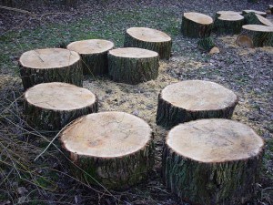 wooden disks cut from a tree