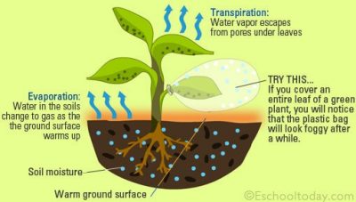 Water evaporation in plants