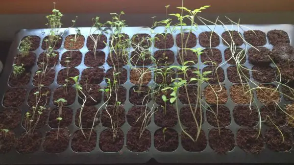 Young seedlings becoming leggy due to not enough light