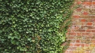 Ivy growing up a wall