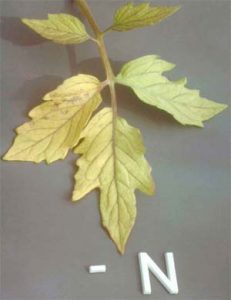Plant leaf suffering from nitrogen deficiency