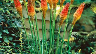 Potted Red Hot Poker - Plant Kniphofia uvaria