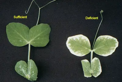 zinc deficiency on leaves
