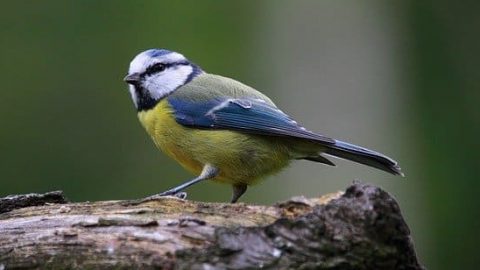 Blue Tit Bird perching on a log