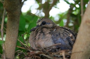 Wild Pigeon On Nest