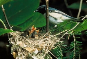 blue-throated-blue-warbler chicks hungry in the nest.
