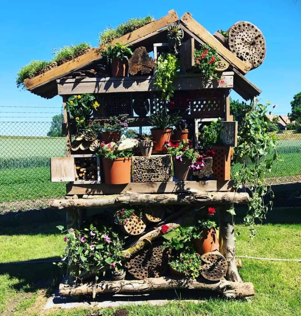 country style bug house