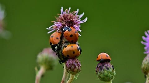 ladybirds or ladybugs on a flower