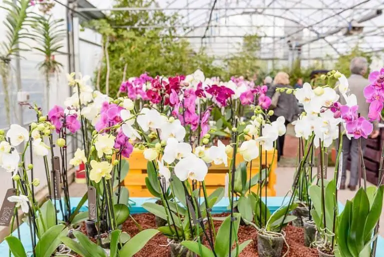 moth orchids greenhouse