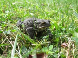toad-in-grass