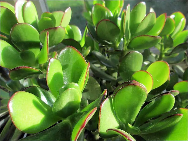 Close up of jade plant leaves