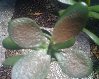 Crassula Ovata, Jade Plant, Money Plant sunburnt