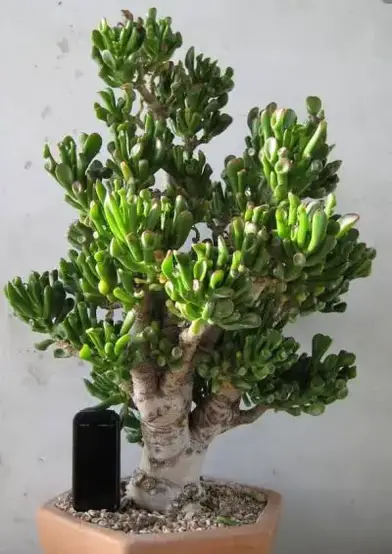 Care for a hobbit jade plant