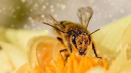 Honey Bee On Flower With Pollen
