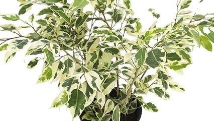Ficus benjamina “Weeping fig” Complete Care Guide