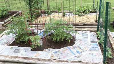 Newspaper mulch homemade weed killer