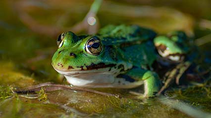 green toad