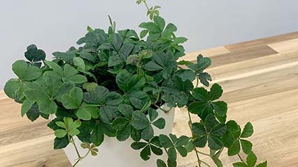 Cissus rhombifolia “Grape ivy” Complete Care Guide