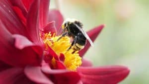 Bumble Bee Pollinating Flower