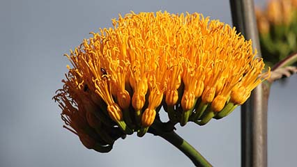 Agave americana flower