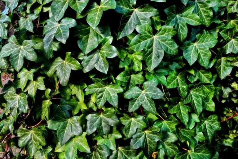 How To Kill Ivy – Get Rid Of It Forever