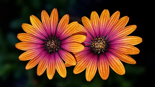 two African daisy flowers