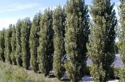 Lombardy Poplar for privacy 