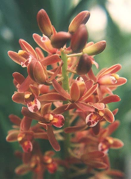 Cymbidium Leaf-edge Orchid (Cymbidium Floribundum)
