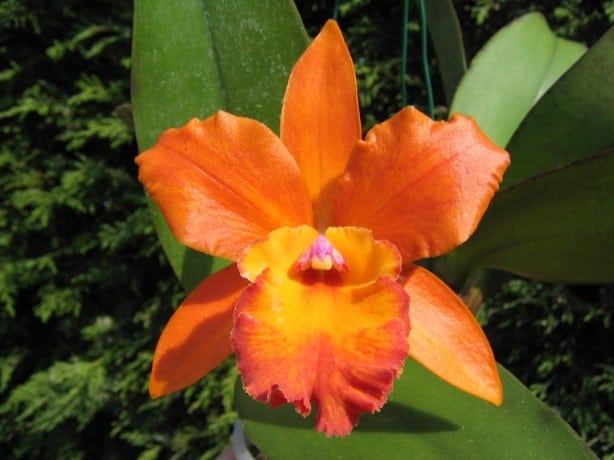 Orange Cattleya orchid