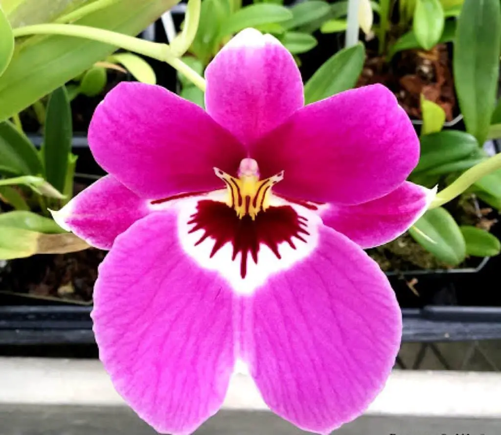 Pansy Orchid Miltoniopsis Orchid
