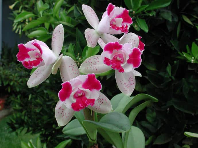 Pink Cattleya orchid