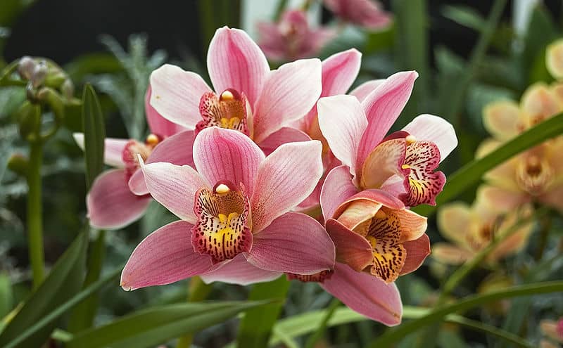 Pink Cymbidium Hybrid Orchid