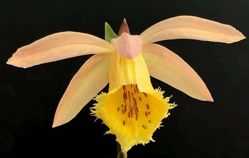 Pleione Orchid