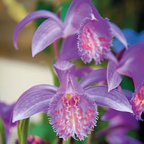 Pleione 'Tongariro' Orchid