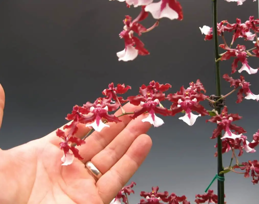 Red Oncidium Orchid with hand