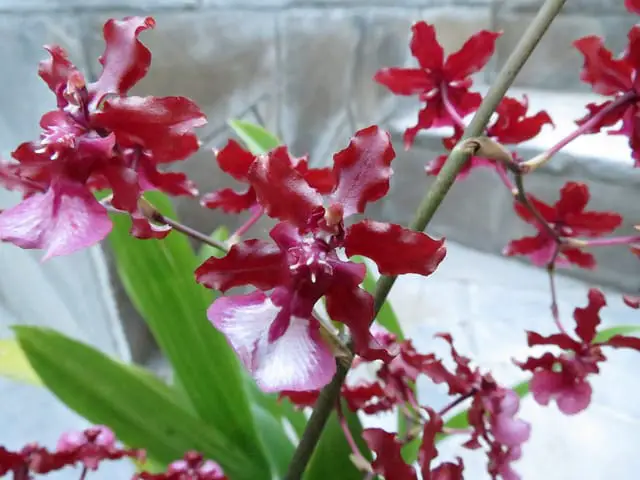 Red Oncidium Orchid