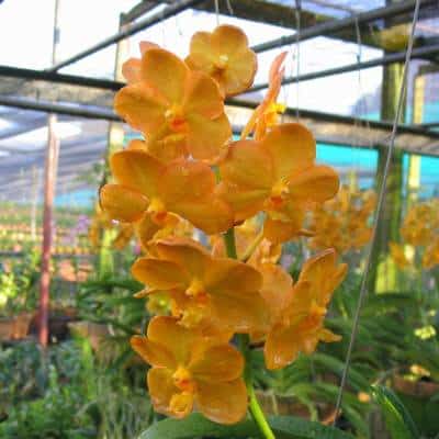 Vanda Orchids 2